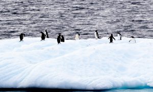 Nice weather for penguins