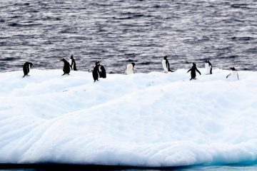 Nice weather for penguins