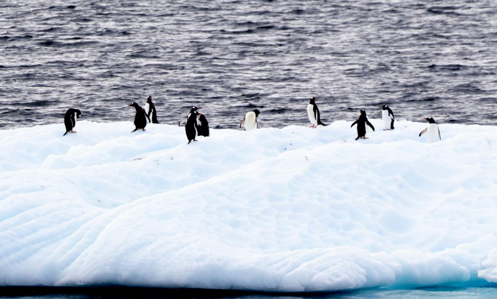 Nice weather for penguins